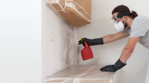 Professional Basement Mold Remediation technician working in Felton, PA